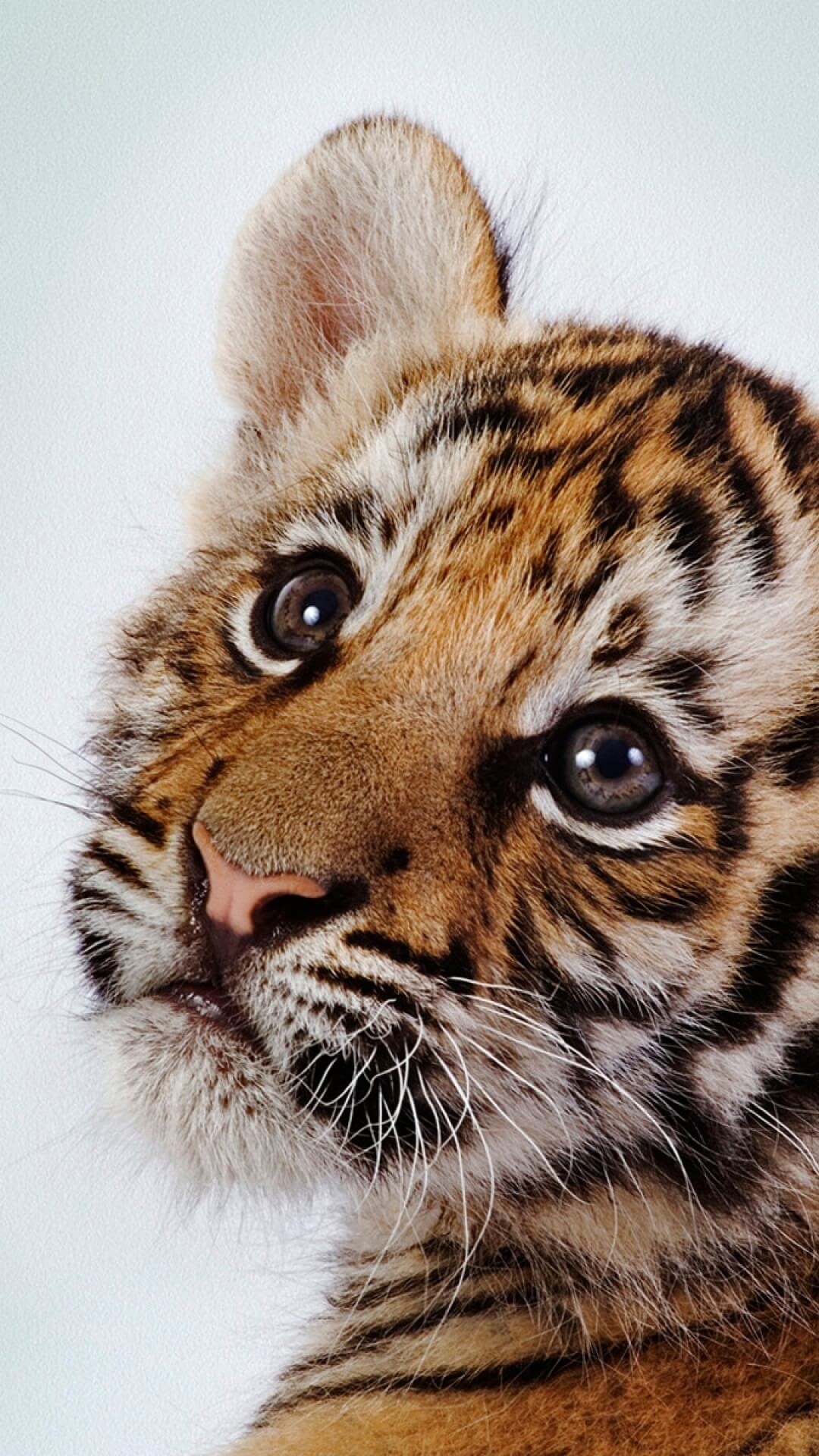 Cute Baby Tiger Wallpaper Image