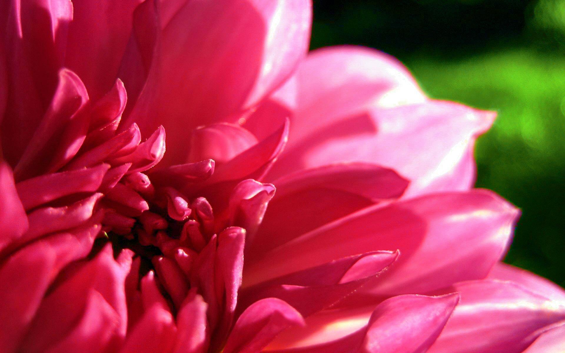 Dahlia Wallpaper HD