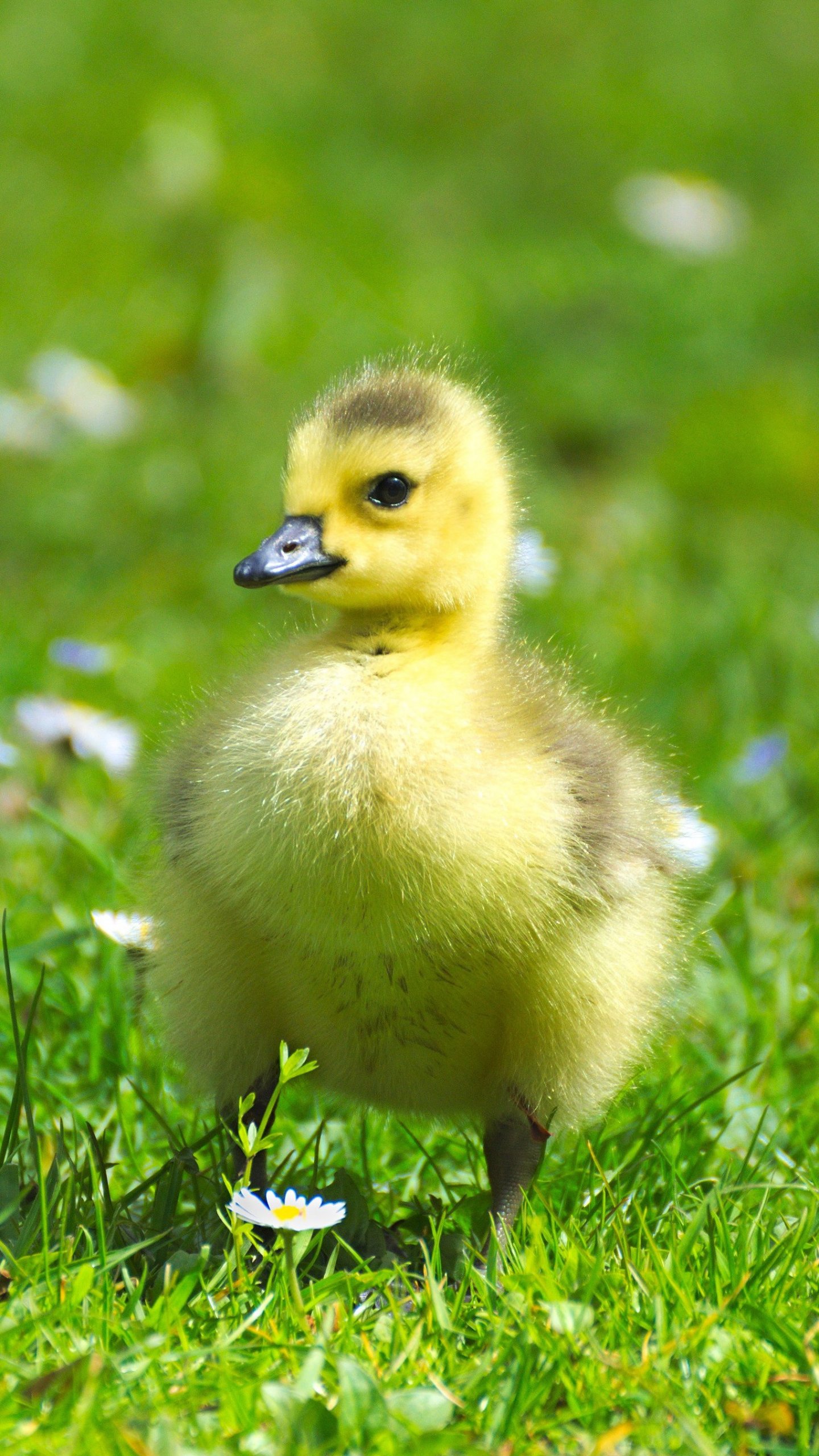 Baby Duck Wallpaper