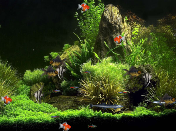 Virtual Aquarium Animated Wallpaper
