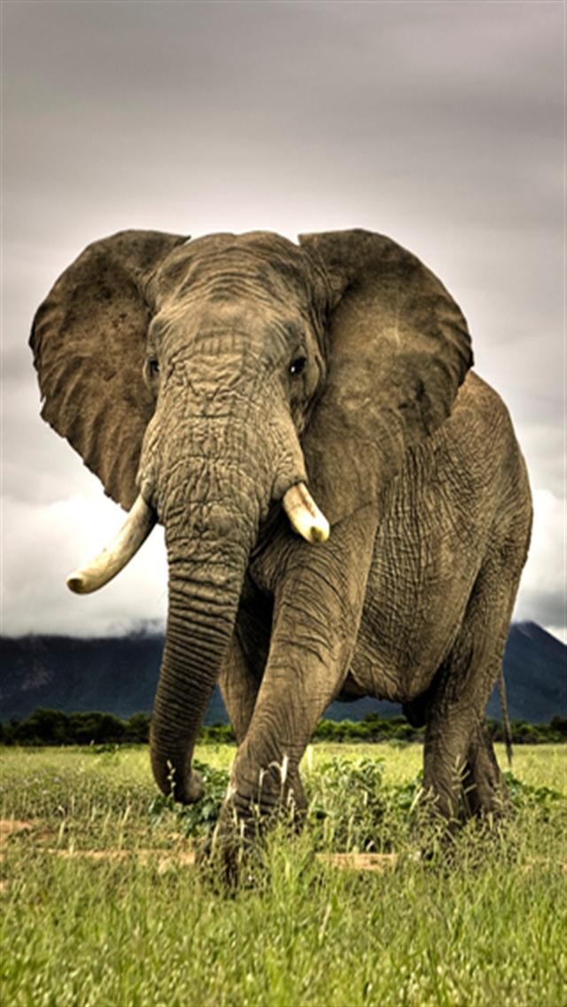 45+] Elephant iPhone Wallpaper - WallpaperSafari