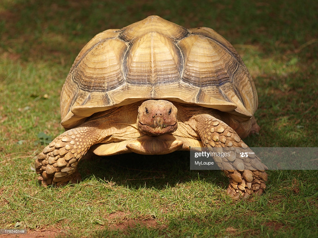 African Spurred Tortoise Geochelone Sulcata News Photo Getty Image