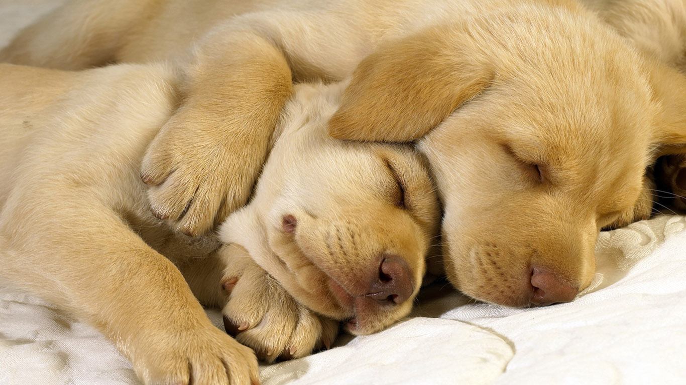 Puppies Golden Retriever Wallpaper Desktop Description