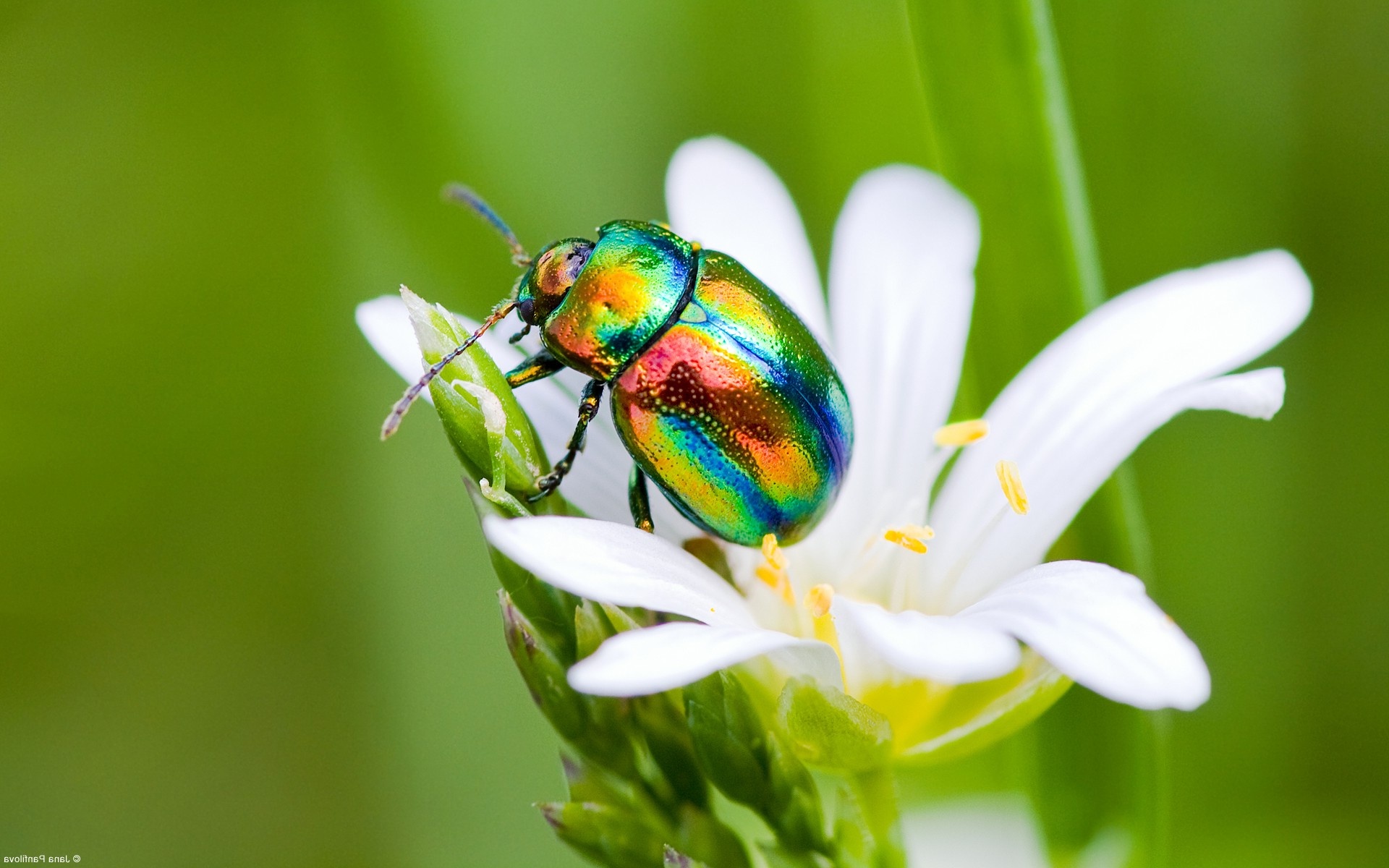Desktop HD Insect Wallpaper