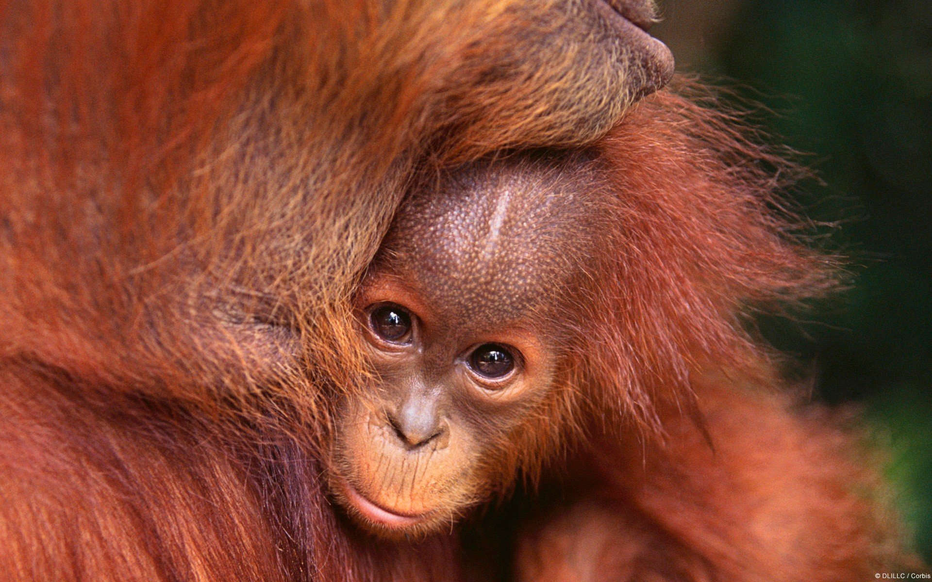 Nature Animals Baby Orangutans Wallpaper