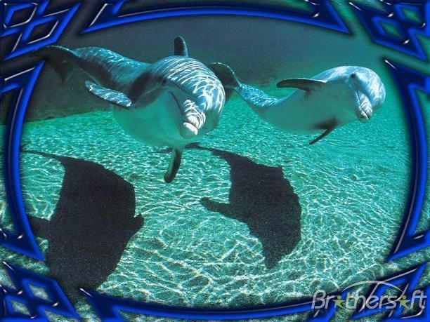downloads Download Free Dolphins Underwater Animated Screensaver