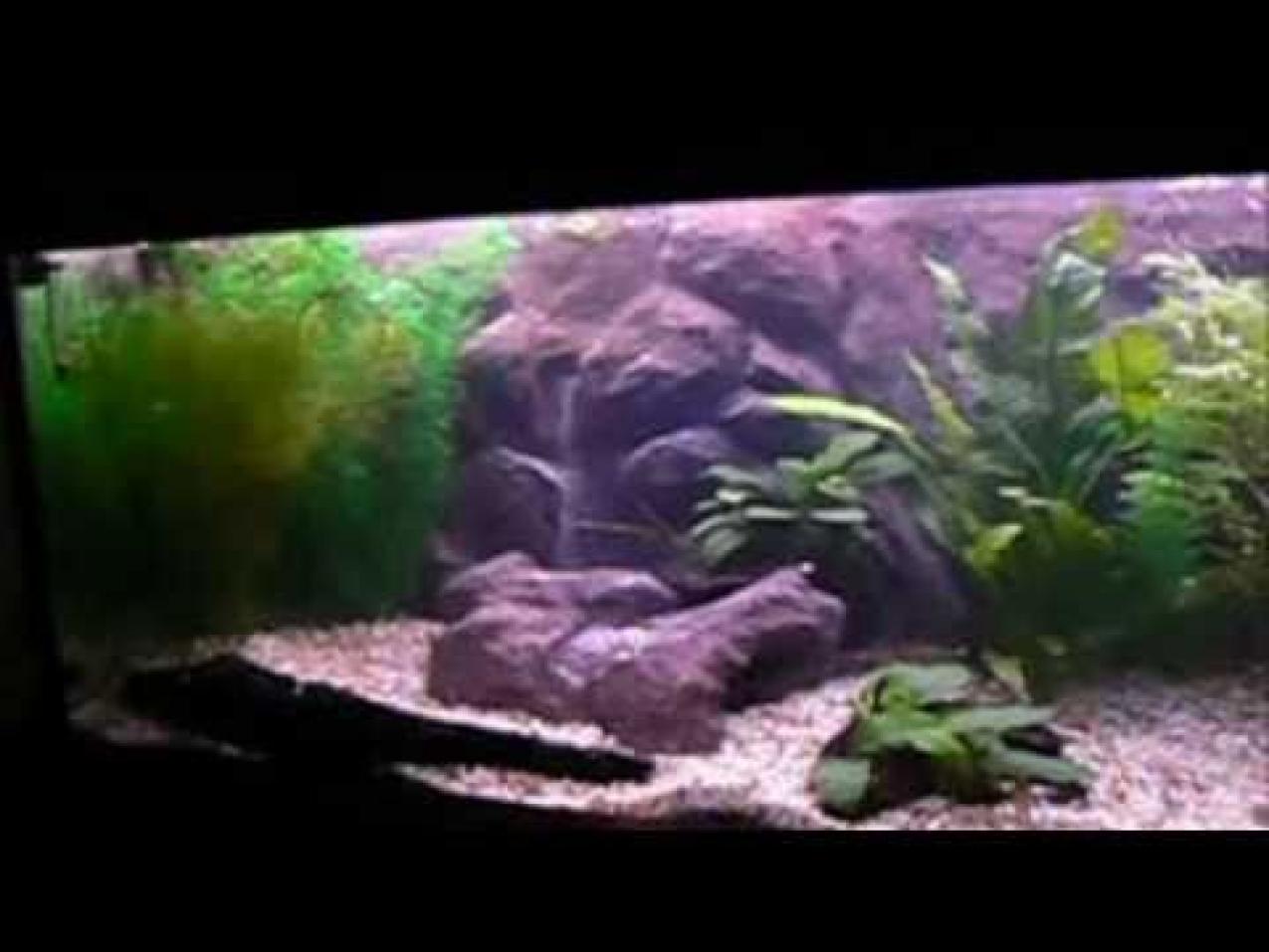 Aquarium 3d Background HD Wallpaper
