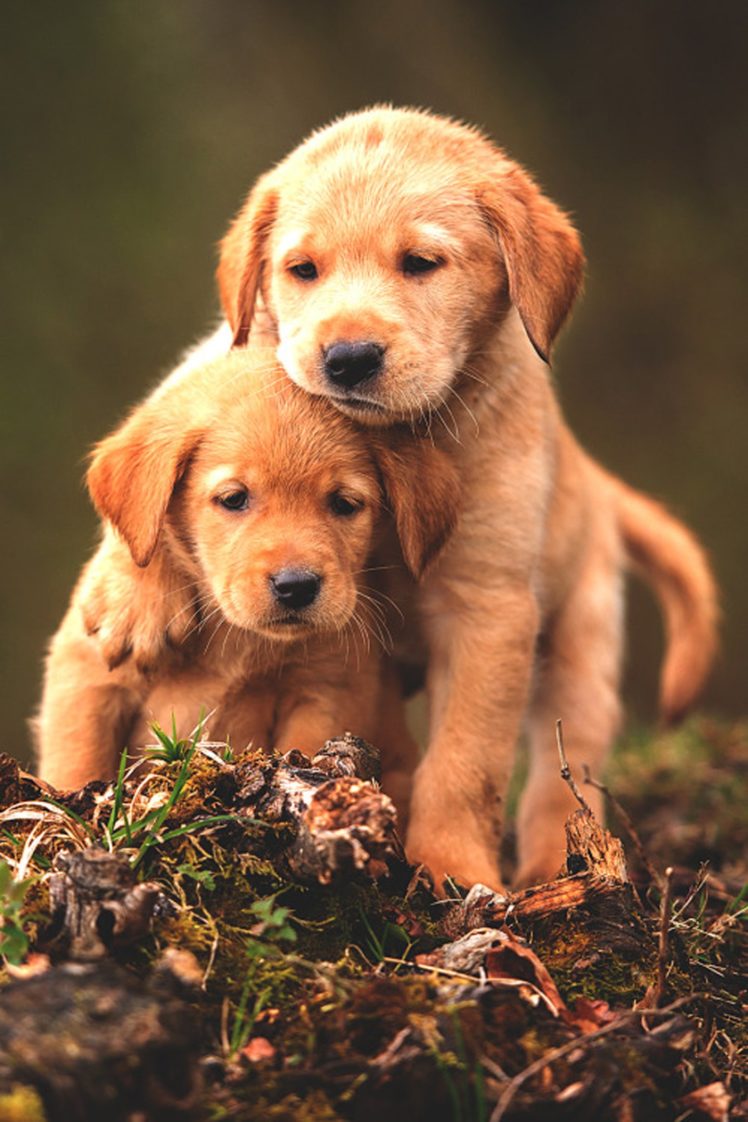 Cute Baby Animal Dogs Wallpaper HD Desktop And