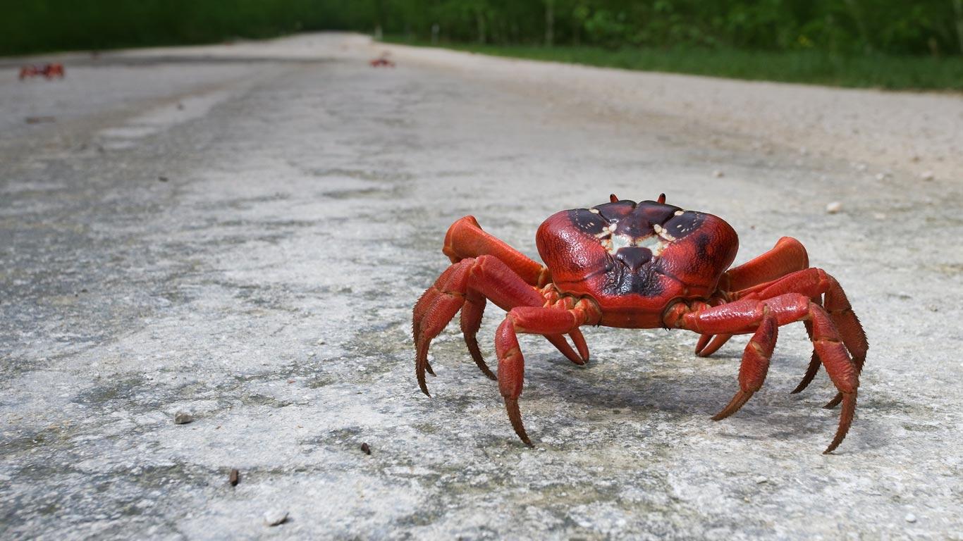 Christmas Crab Island Red Gecarcoidea