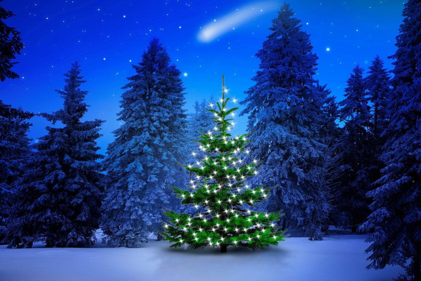 Lighted Tree In Winter Forest Puter Wallpaper Desktop