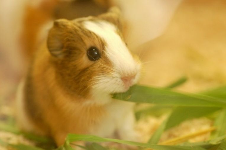 Really Cute Baby Guinea Pigs Pictures