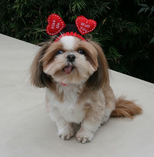 Cute Puppy Valentine S Day
