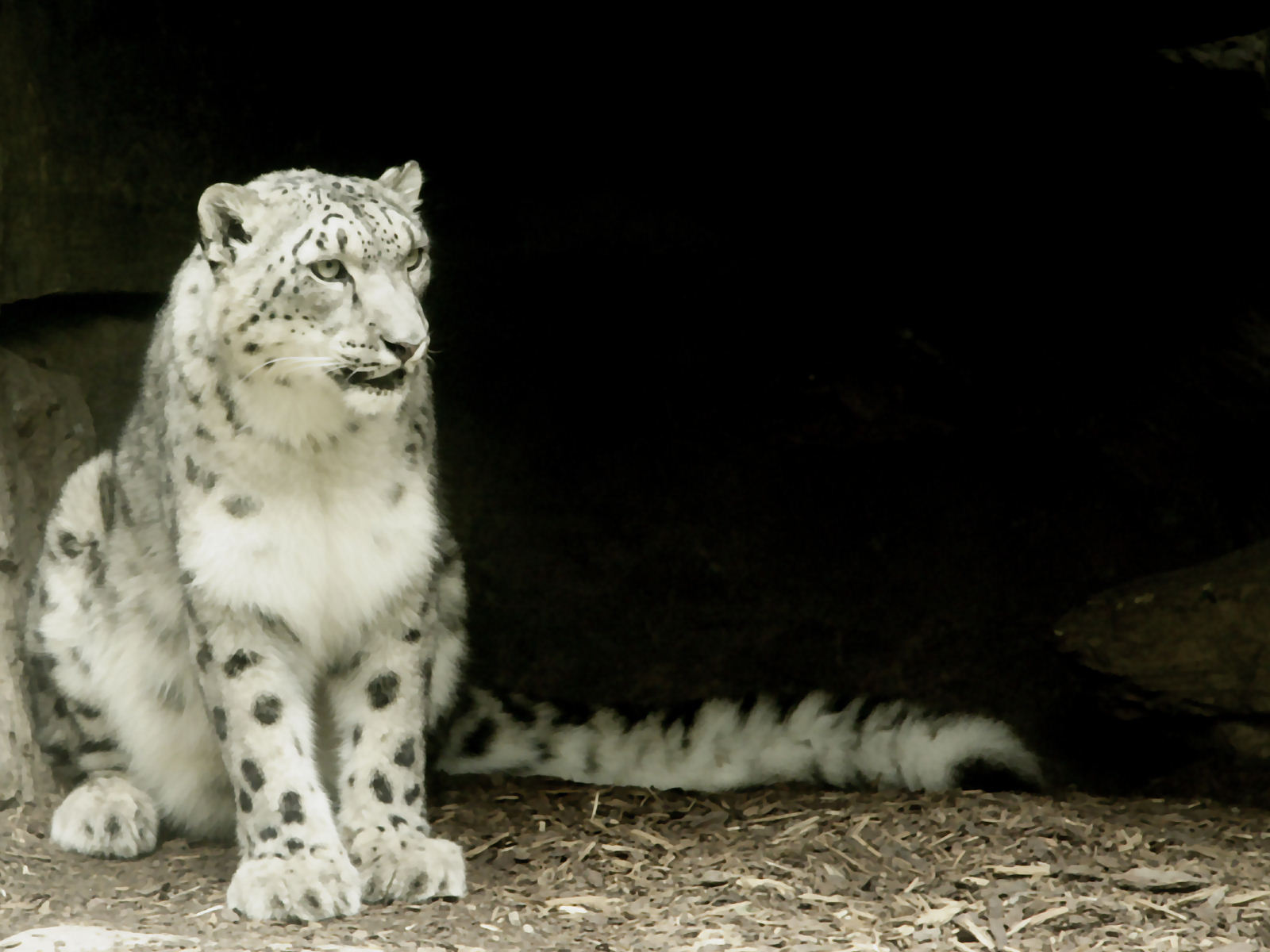 HD Wallpaper Mac Osx Snow Leopard