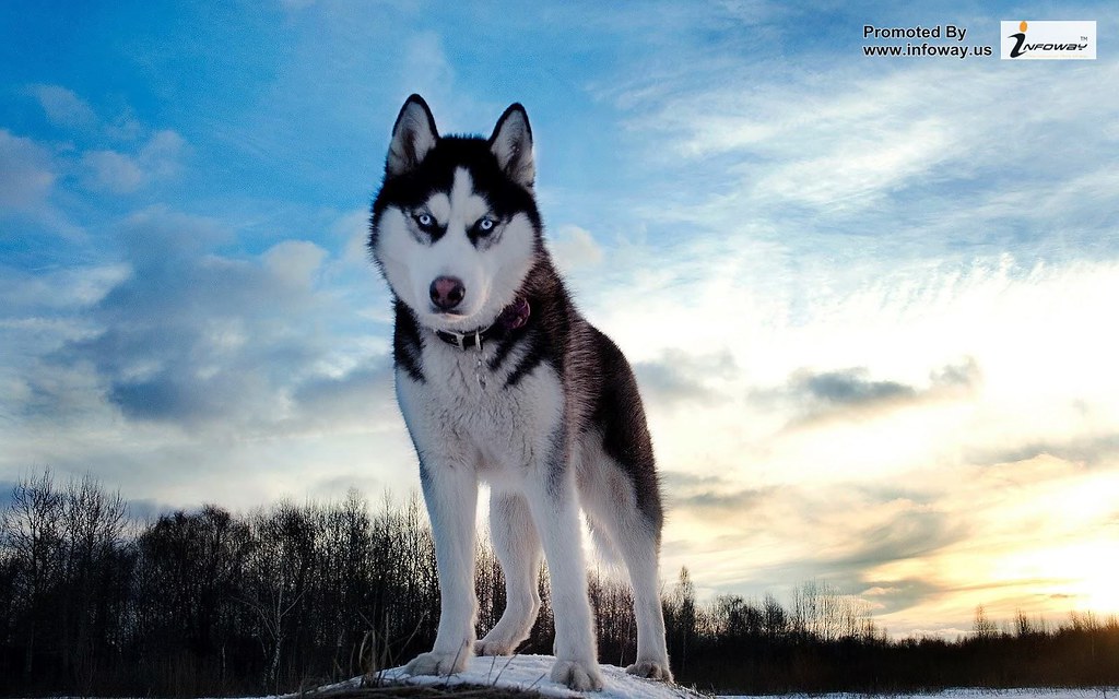 Beautiful Wolf Winter HD Animals Wallpaper