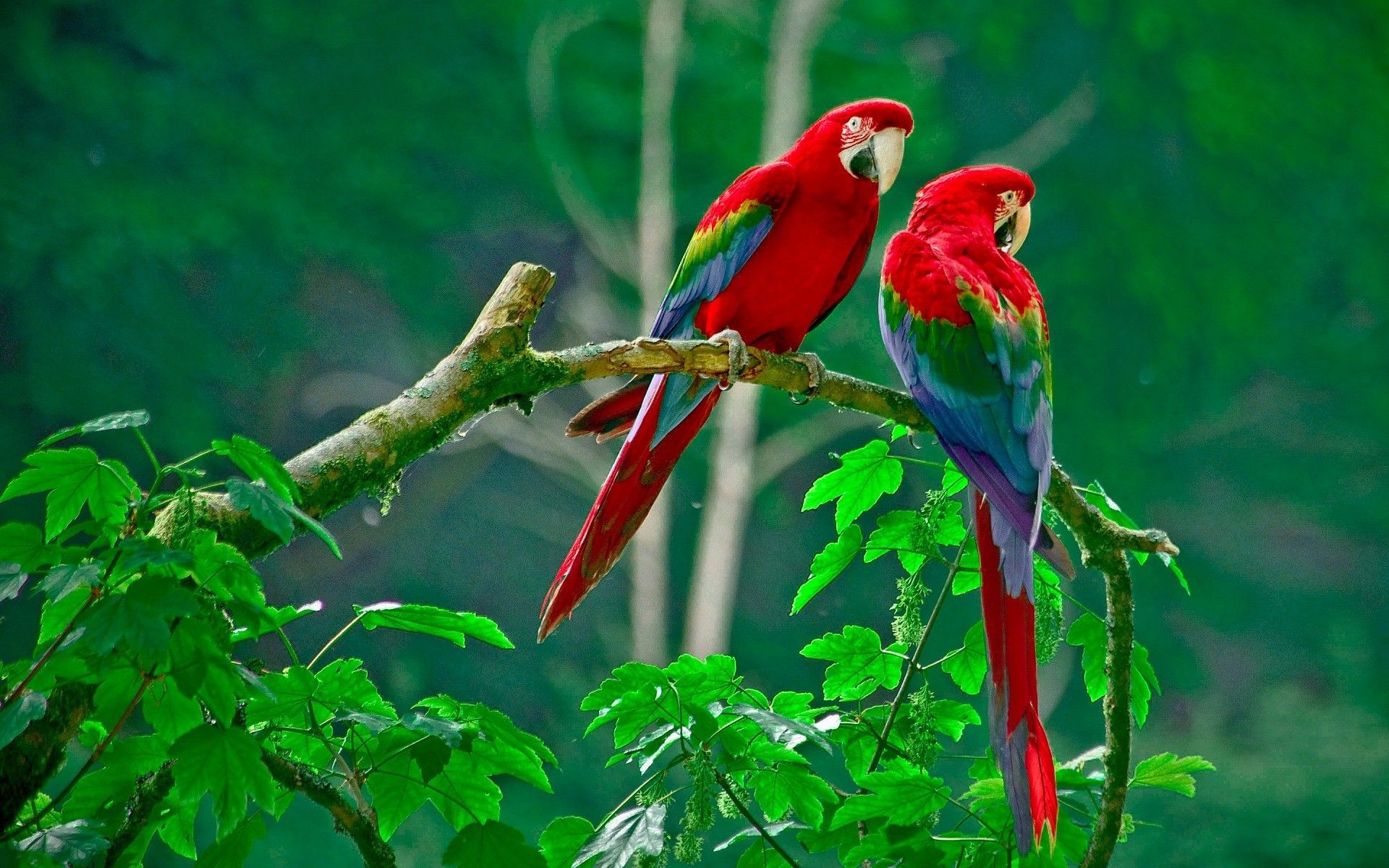 Parrots Wallpaper On
