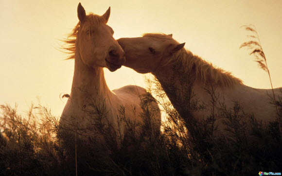 Free Download Animal Wallpaper Pack kissing horses 580x362