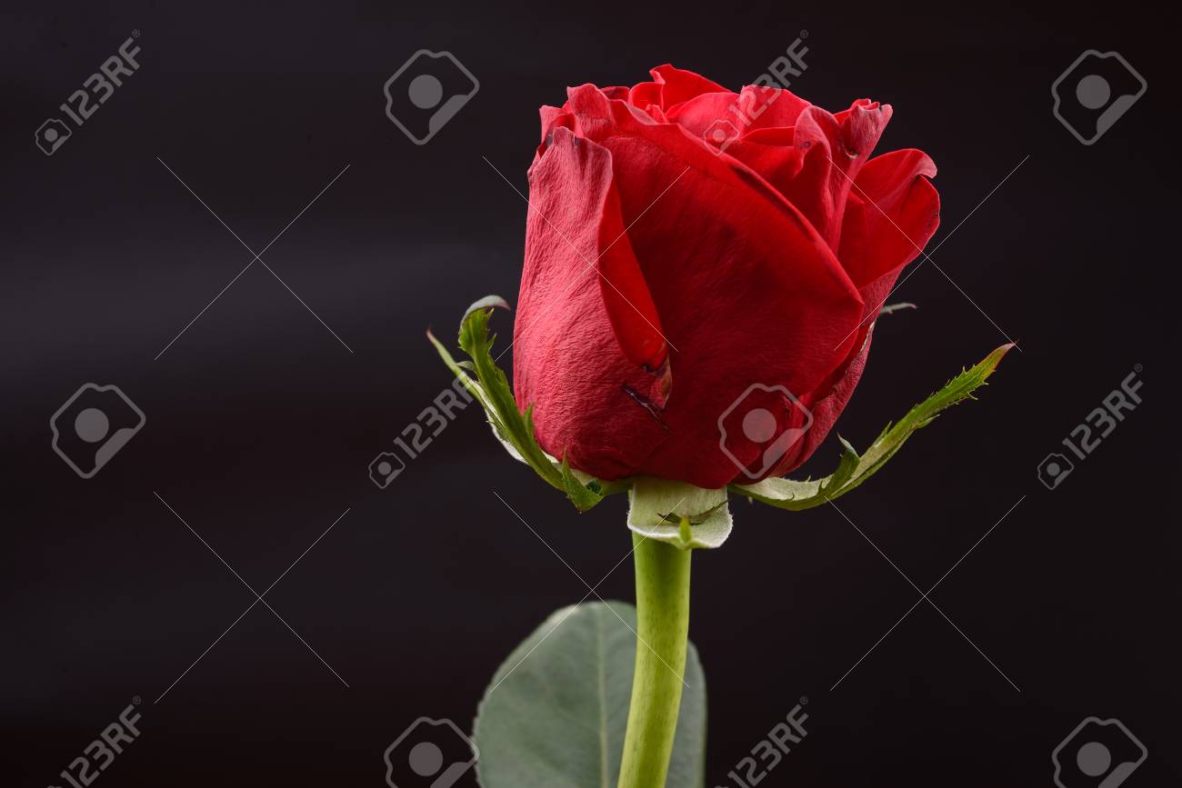 Photo Of A Red Rose On Black Background In Studio Lights
