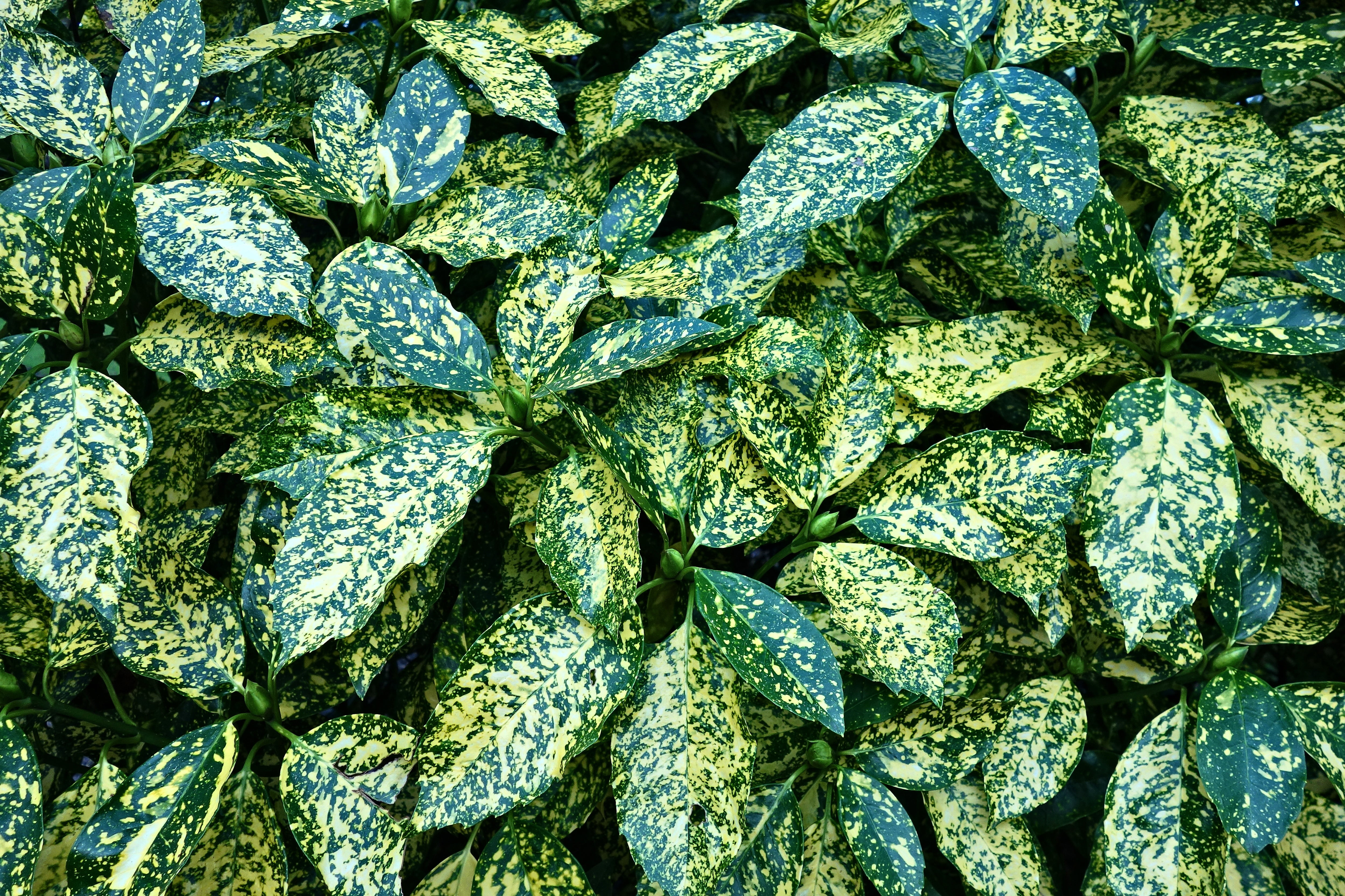 Green And White Leafy Plant Leaves Bush HD Wallpaper