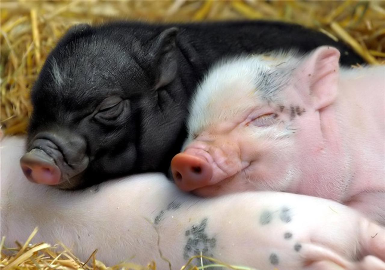 Desktop Wallpaper Gallery Animals Happy baby pigs 1280x900
