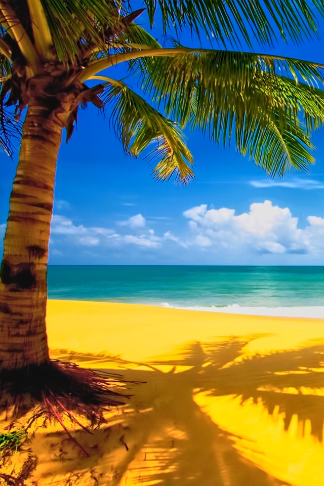 Beach Palm Tree Wallpaper iPhone Gallery