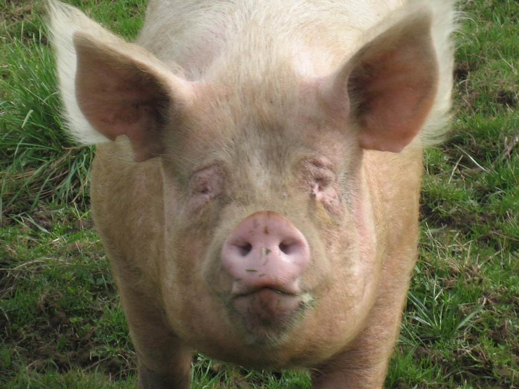 Pig Wallpaper HD In Animals Imageci