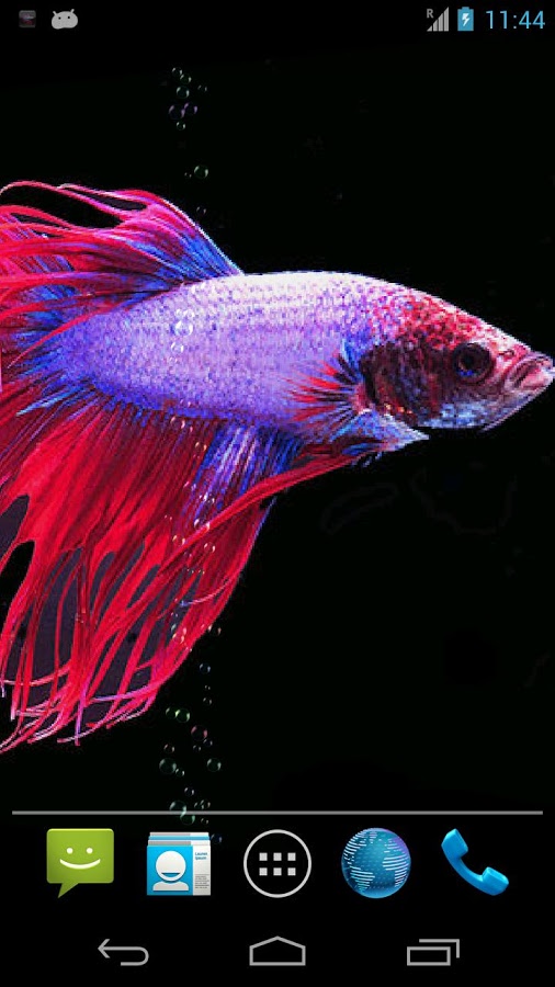 Betta Fish Live Wallpaper Android Apps On Google Play