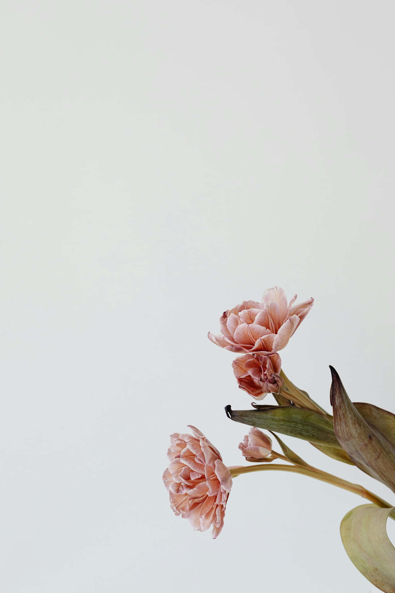 Minimalist Flower Aesthetic Wallpaper