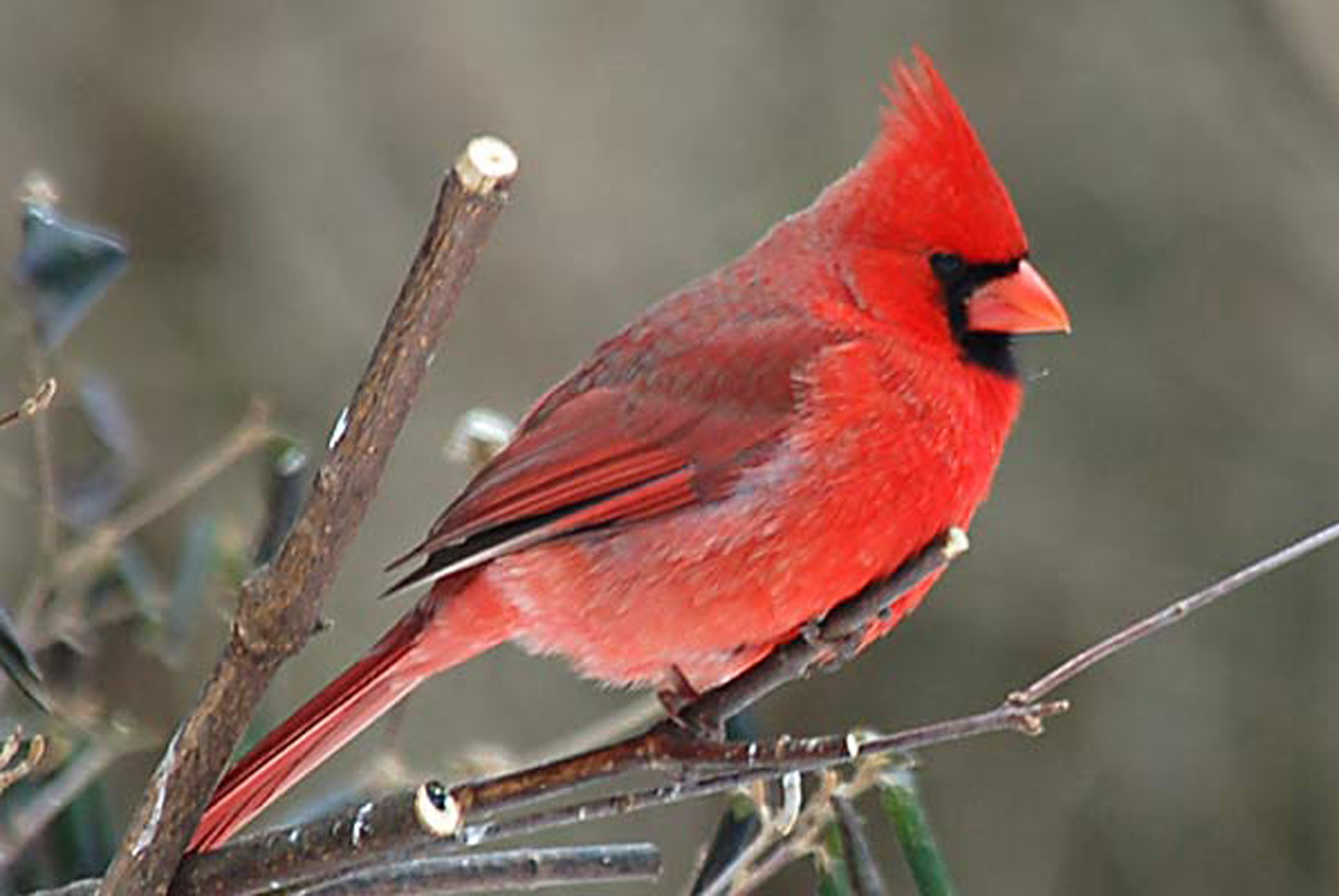 Birds Wallpaper For Pc Cardinal Bird