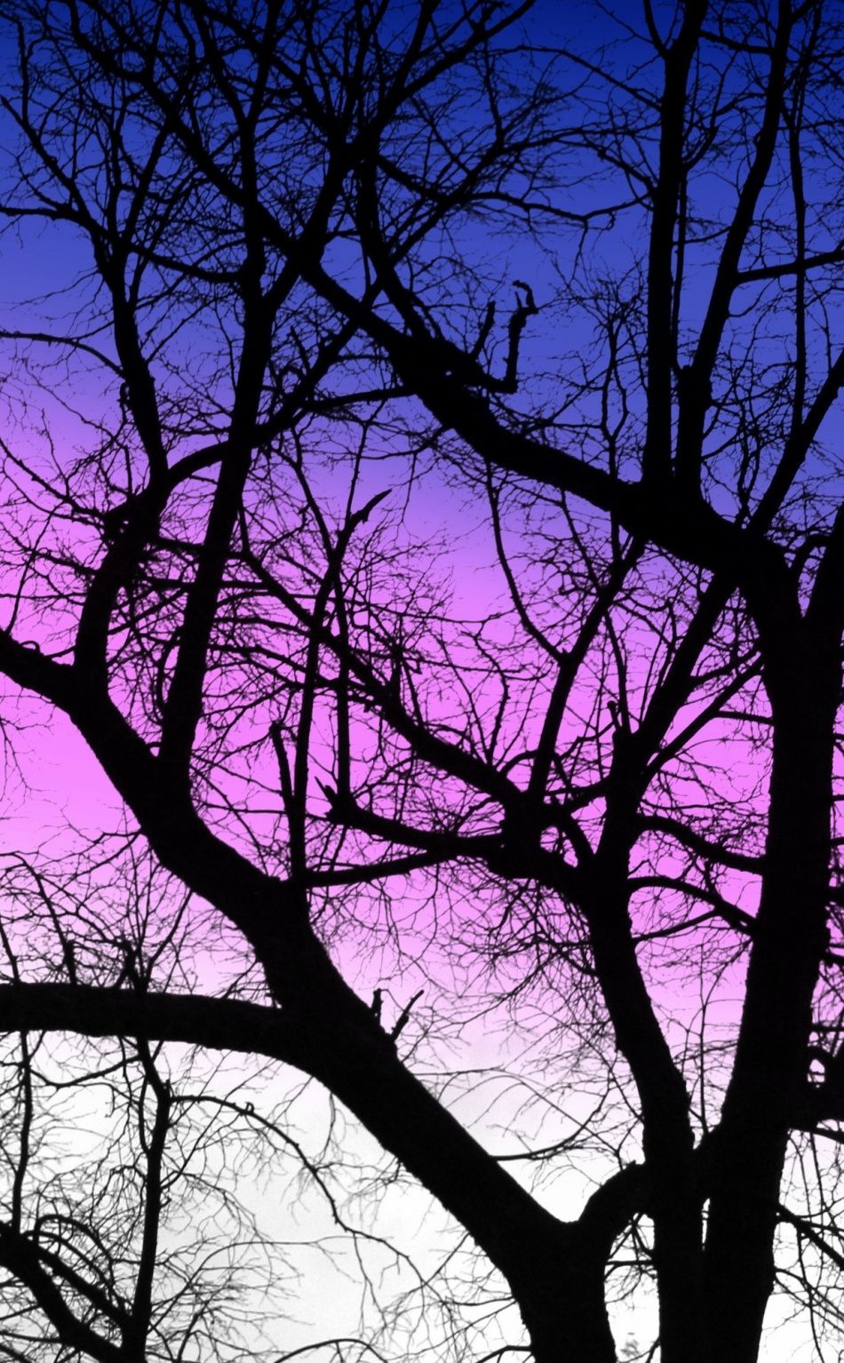 Purple sky sunset silhouette tree nature 950x1534 wallpaper