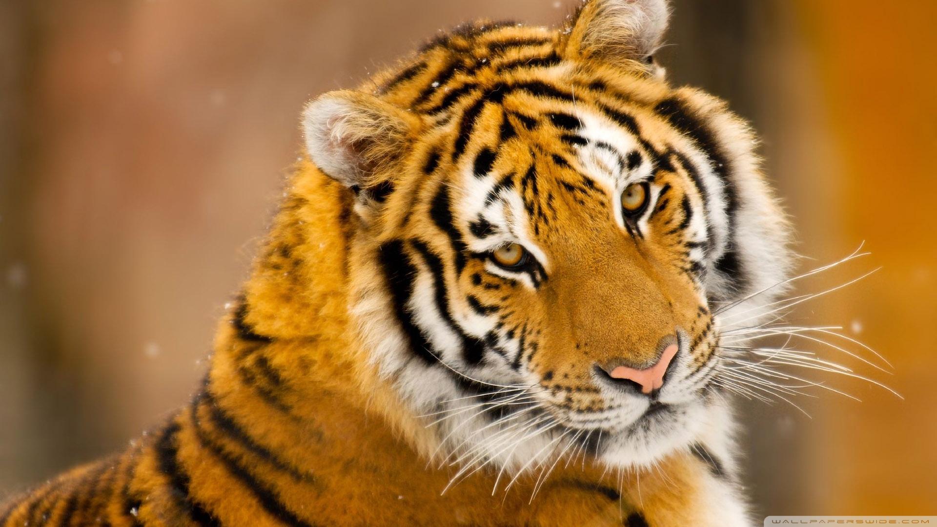 Siberian Tiger Wild Animal Ultra HD Desktop Background Wallpaper