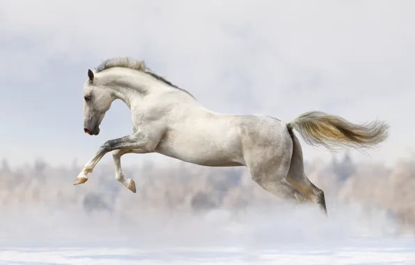 White Horse Snow Running Wallpaper