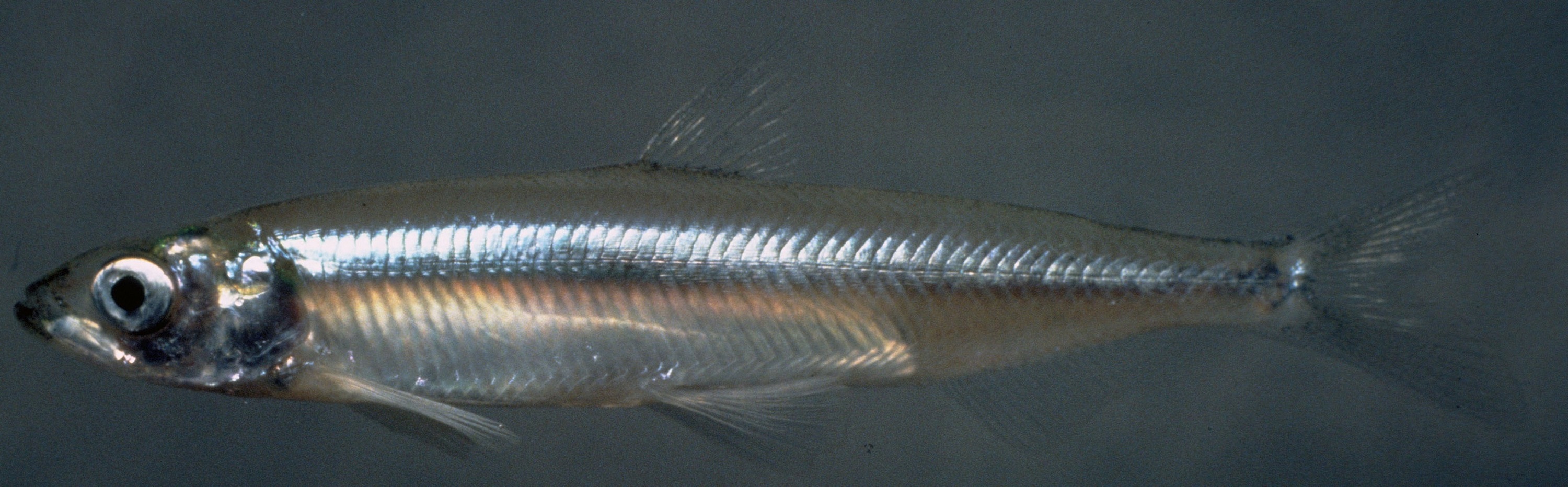 Longfin Smelt Photo And Wallpaper