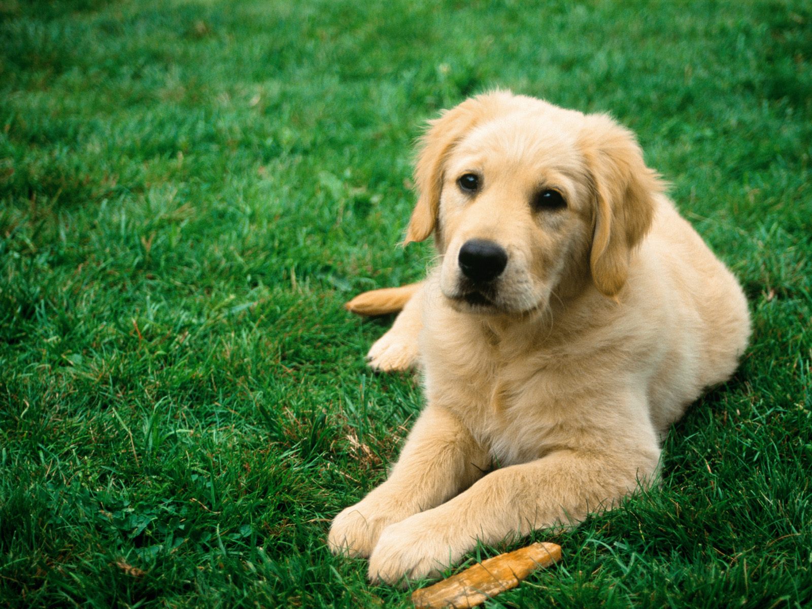  Download Dogs Wallpaper Dog For By larryw13 Dog Wallpapers HD Dog 