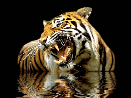 Bengal Tiger Animation By Aim4beauty