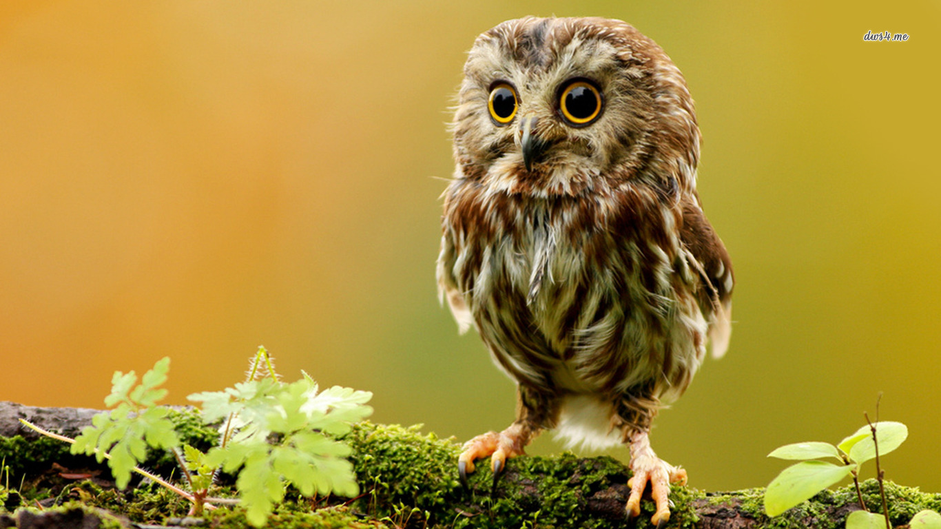 Owlet Wallpaper Animal