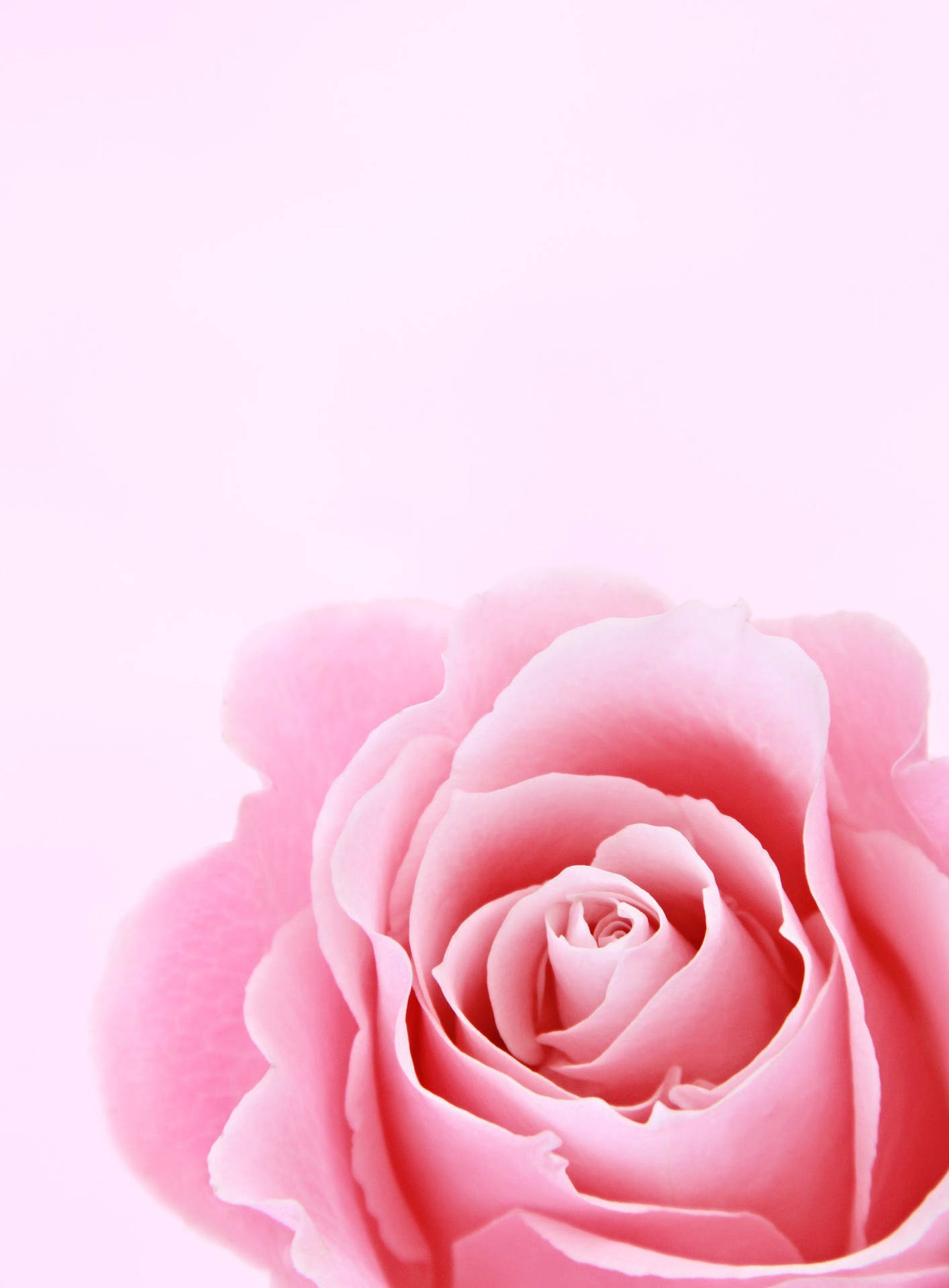 Rose iPhone Wallpaper