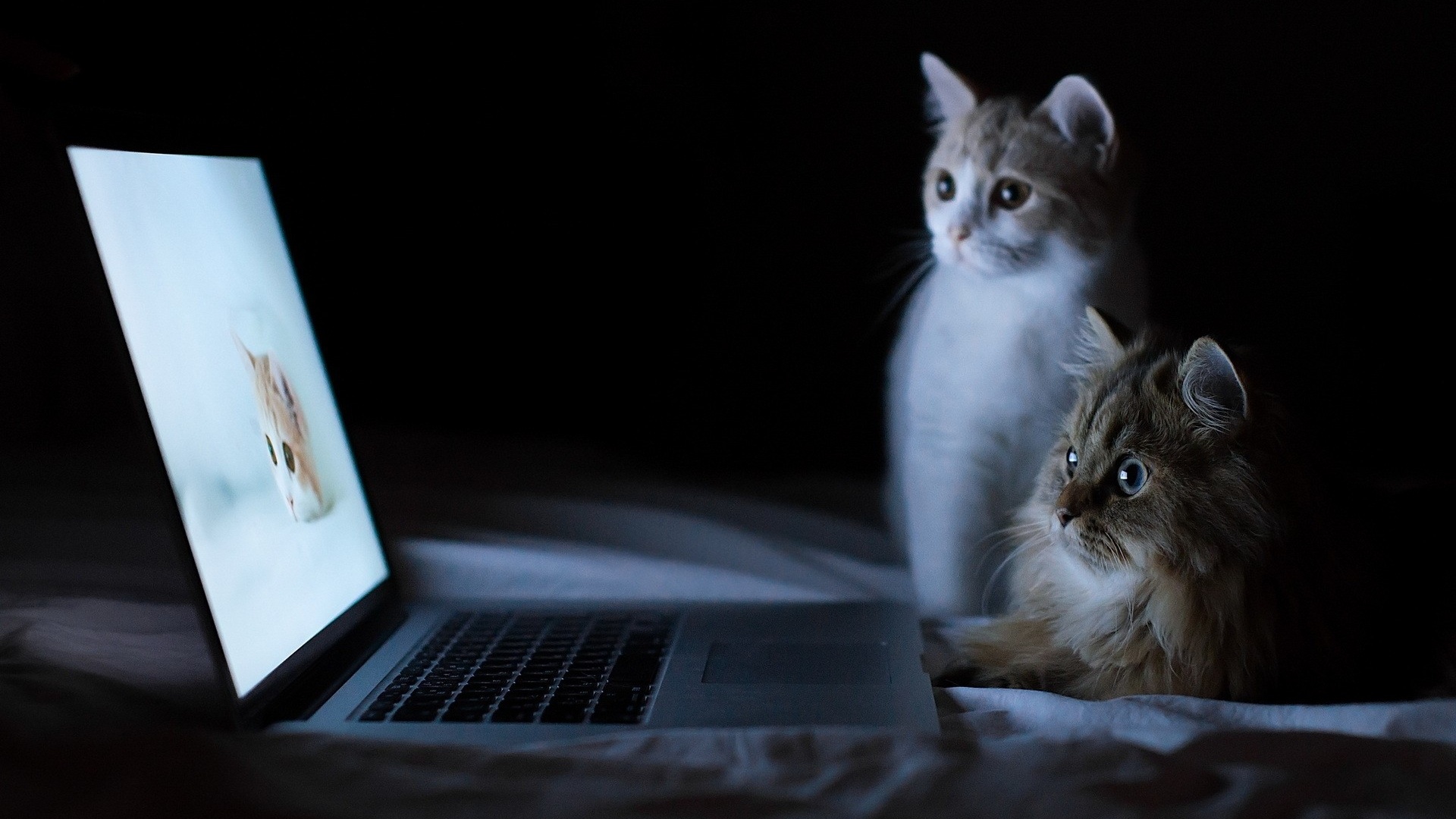 Cats And Macbook Desktop Pc Mac Wallpaper