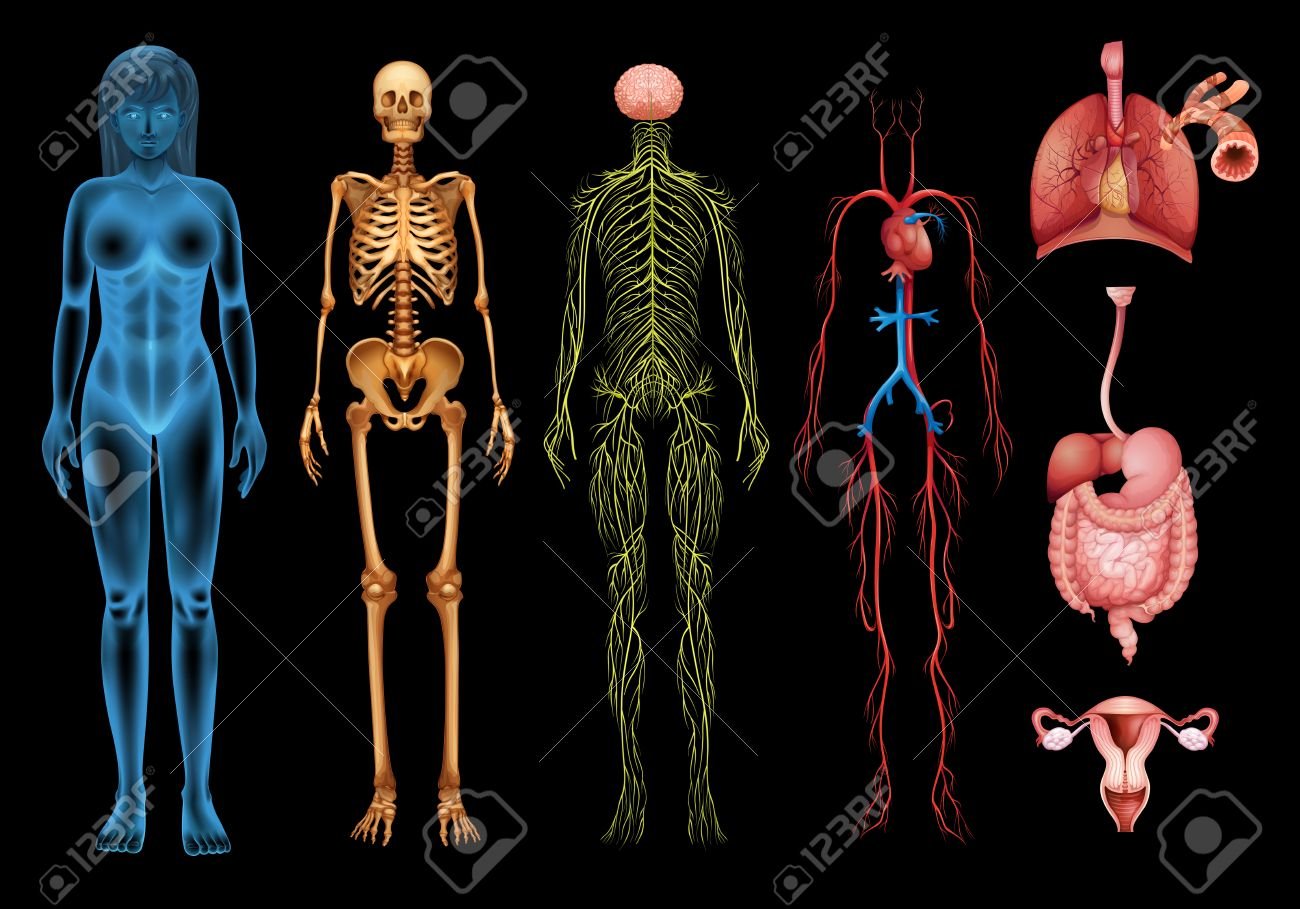 The Human Body Systems And Organs On A Black Background Royalty
