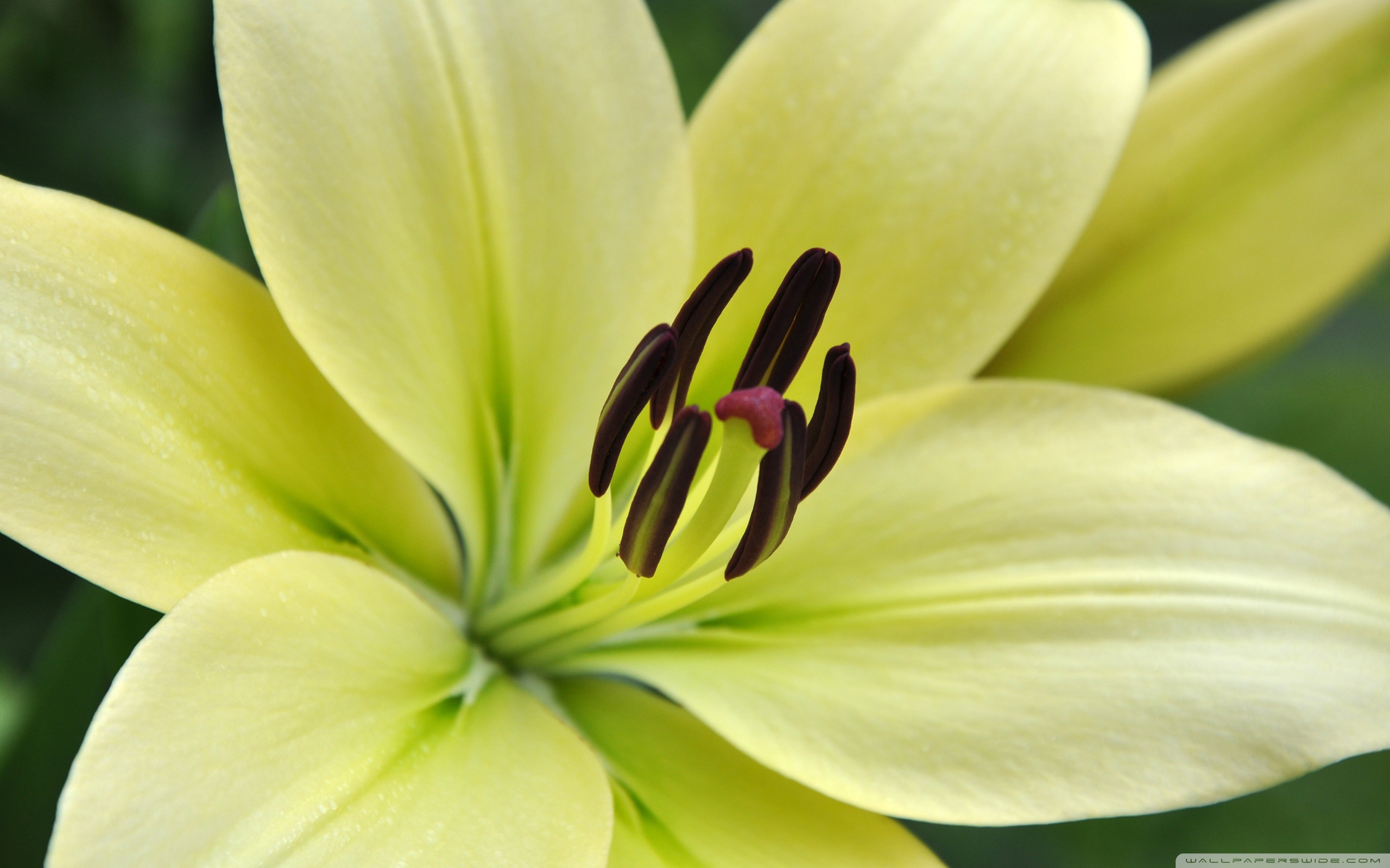 White Lily Wallpaper And Image Pictures Photos