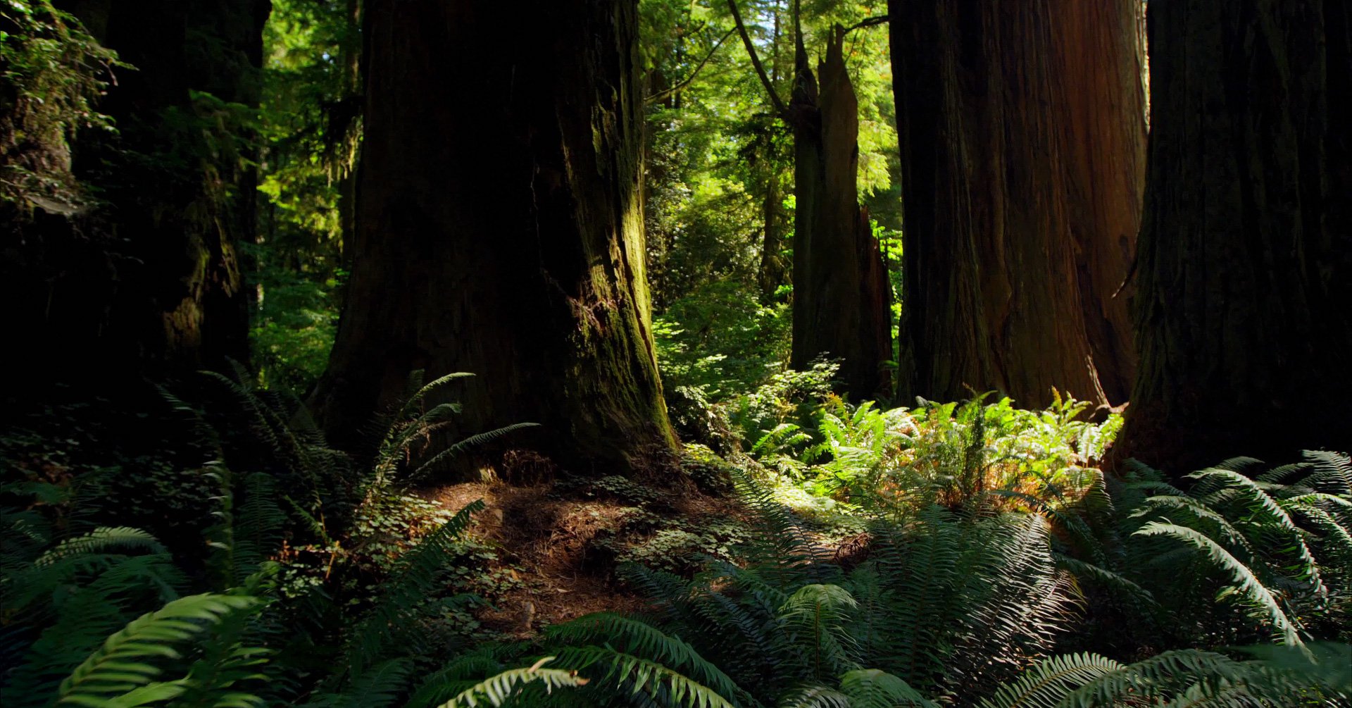 Redwood National Park In 4k Ultra HD HDtv Magazine