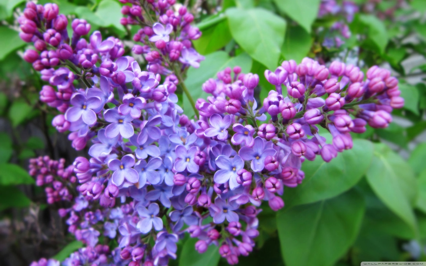 Spring Lilac Wallpaper HD Wallpapers 1440x900