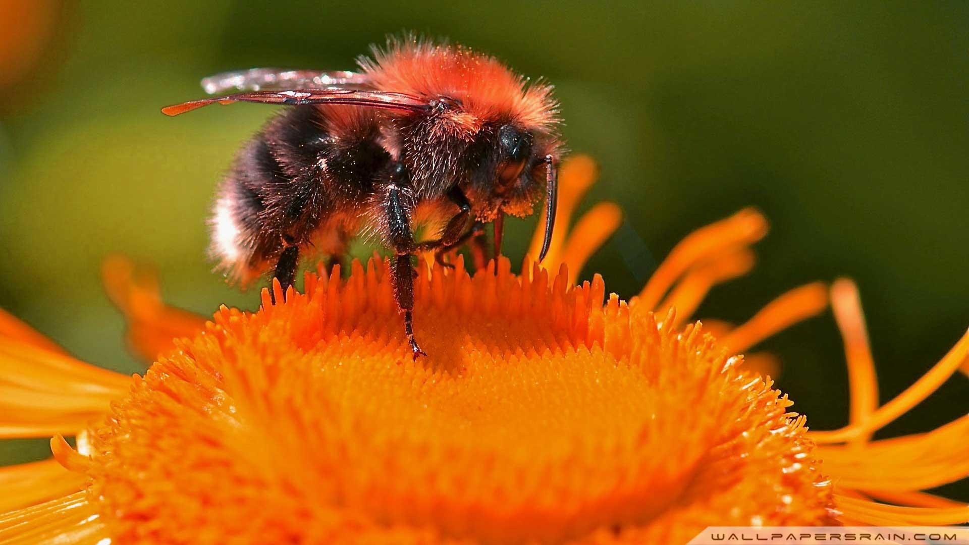 🔥 [40+] Bee Wallpapers | WallpaperSafari