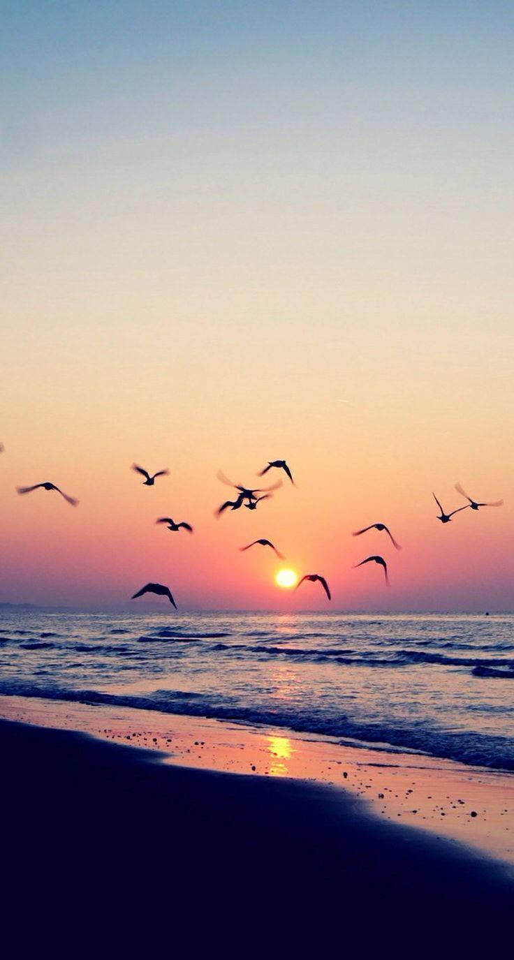 Summer Phone Birds On Ocean Sunset Wallpaper