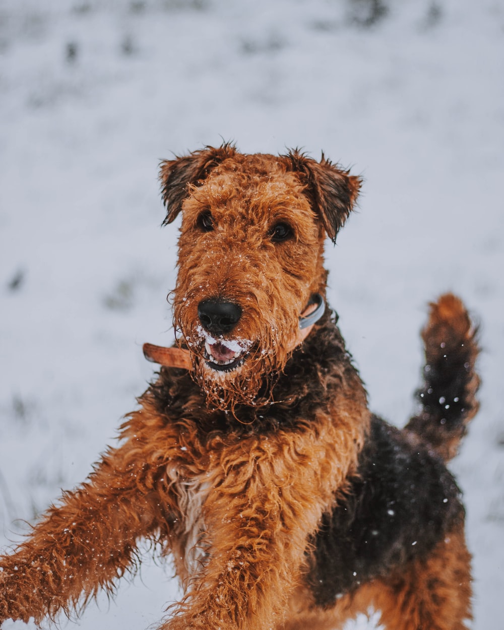 Airedale Terrier Pictures Download Images on Unsplash 1000x1250