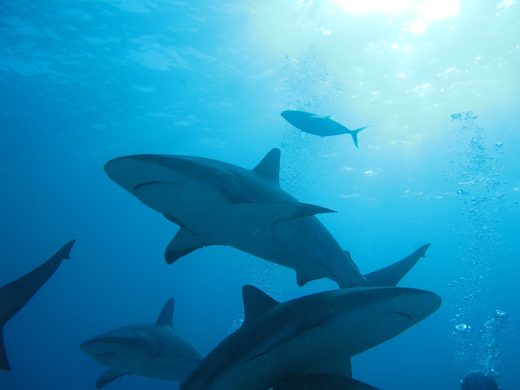 Amazing Shark Pictures Greenpeace Australia Pacific