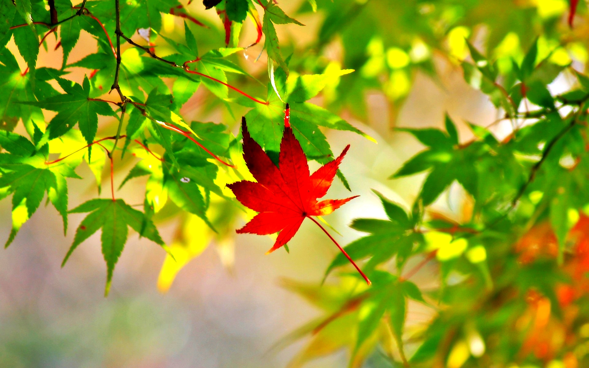Maple Leaf Picture Photo Wallpaper