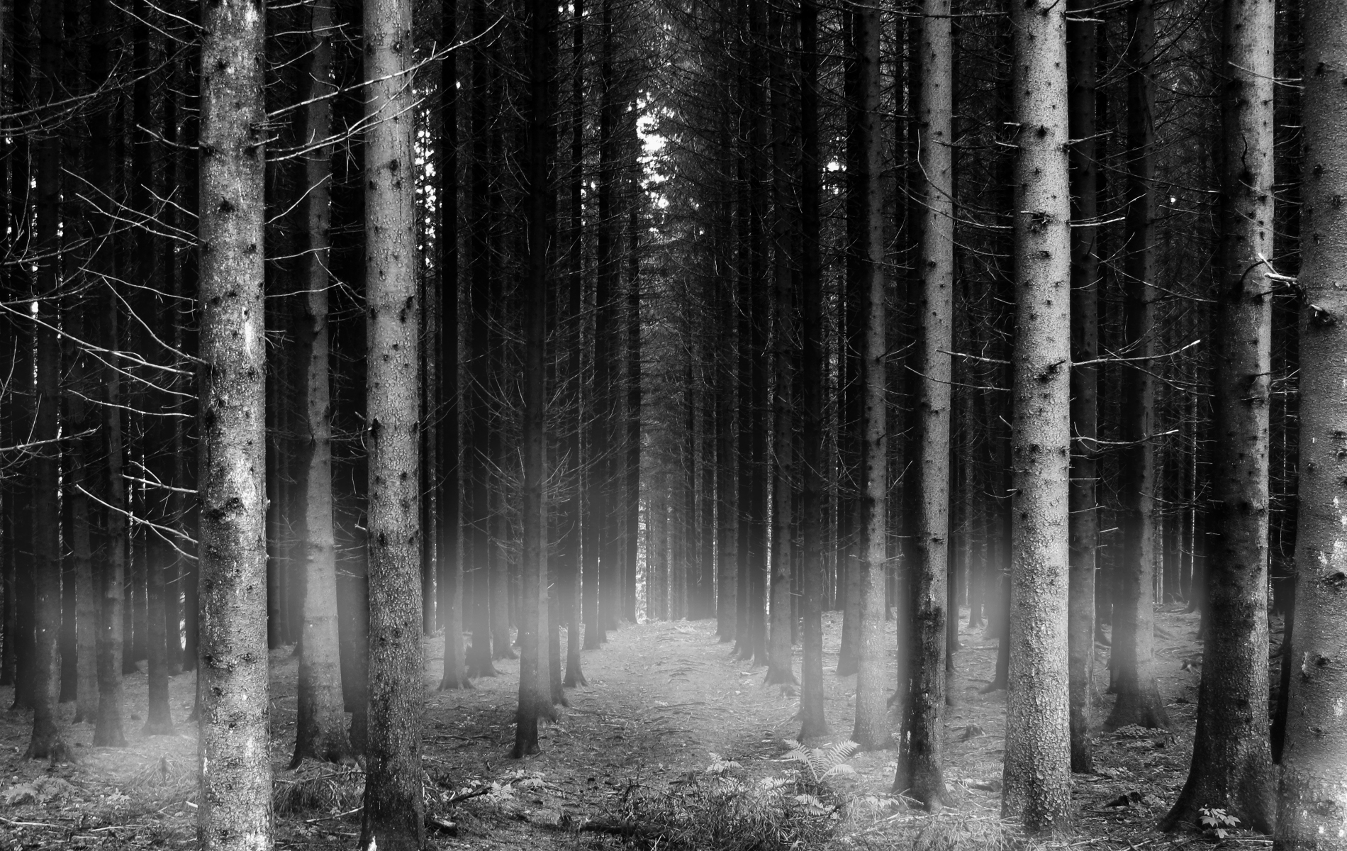 Black And White Forest Wallpaper