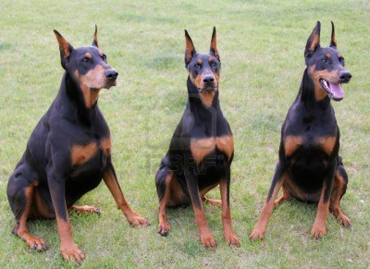 Cute Doberman Pinscher Dogs Photo HD Wallpaper Res