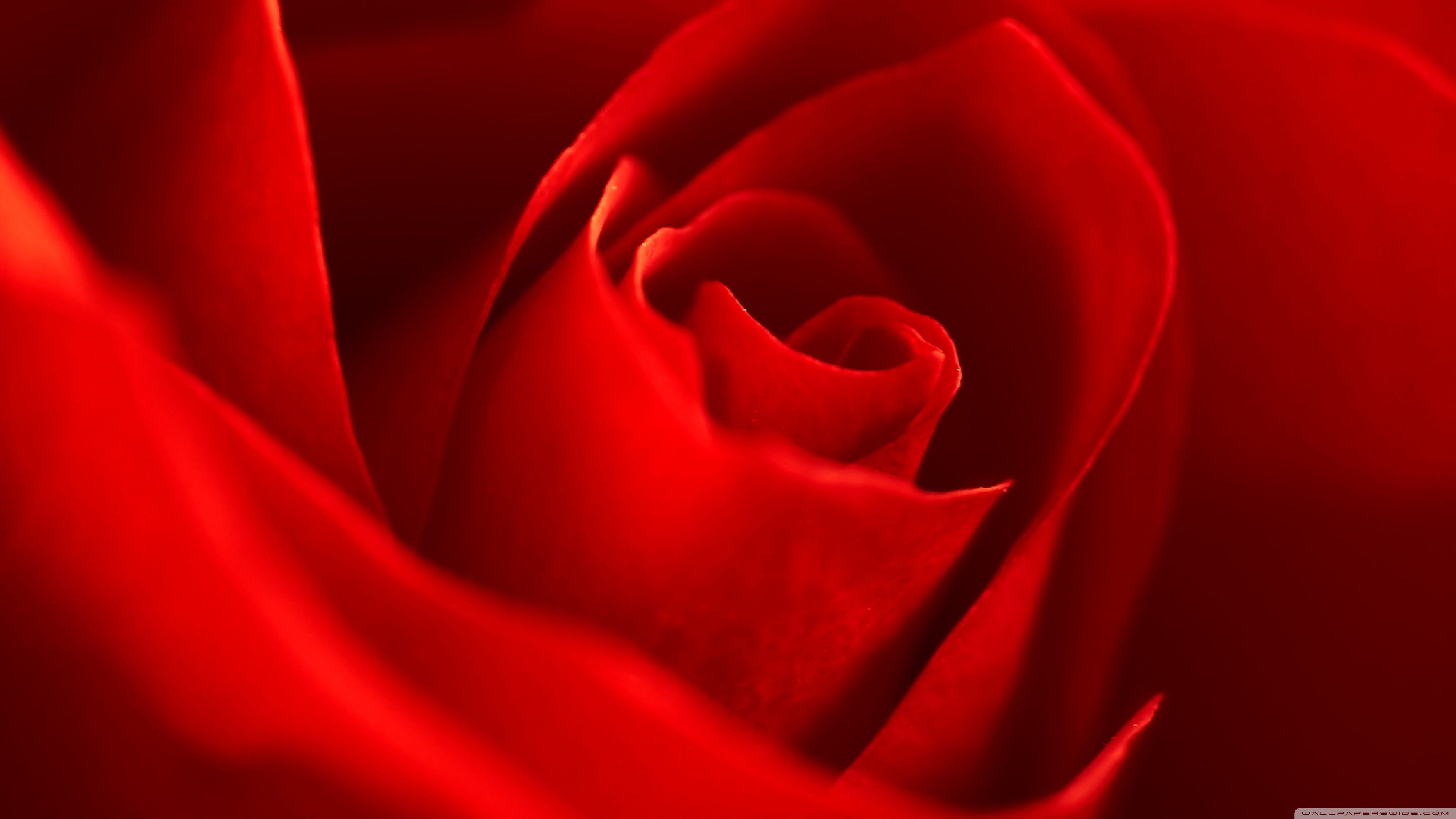 Very Beautiful Red Rose Flower 4k HD Desktop Wallpaper For