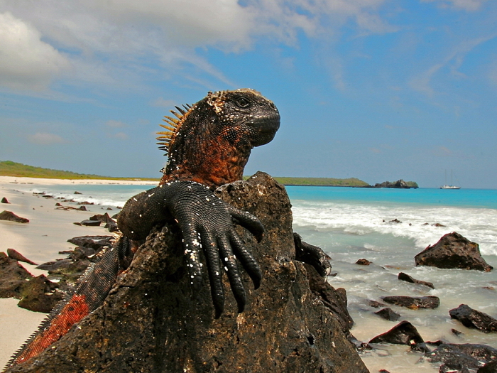 Marine Iguana Galapagos Islands Lizard Animal Nature Wall Print